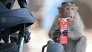 Seekor monyet minum jus kotak selama musim panas di Guindy Children's Park di Chennai, India (10/6/2019). Gelombang panas yang menyapu bagian utara dan barat India dengan suhu maksimum melonjak hingga 48 derajat Celcius ( 118 F) membuat para monyet kepanasan. (AFP Photo/Arun Sankar)