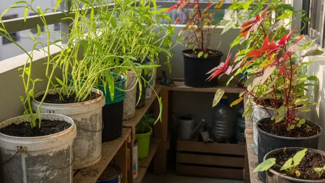 Ilustrasi Tanaman Kangkung dan Bayam/Gemini AI