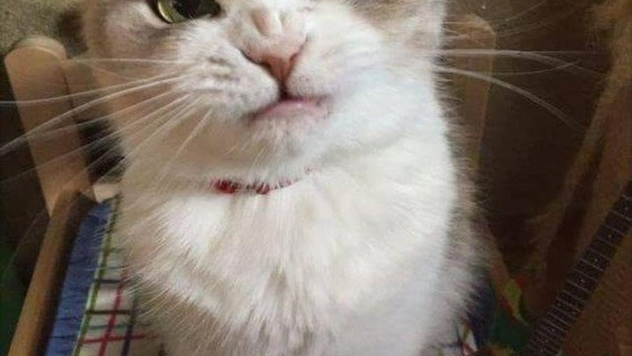 kucing berwajah galak