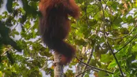 Upaya Penyelamatan Orangutan Indonesia: 10 Langkah Penting di Hari Orangutan Sedunia