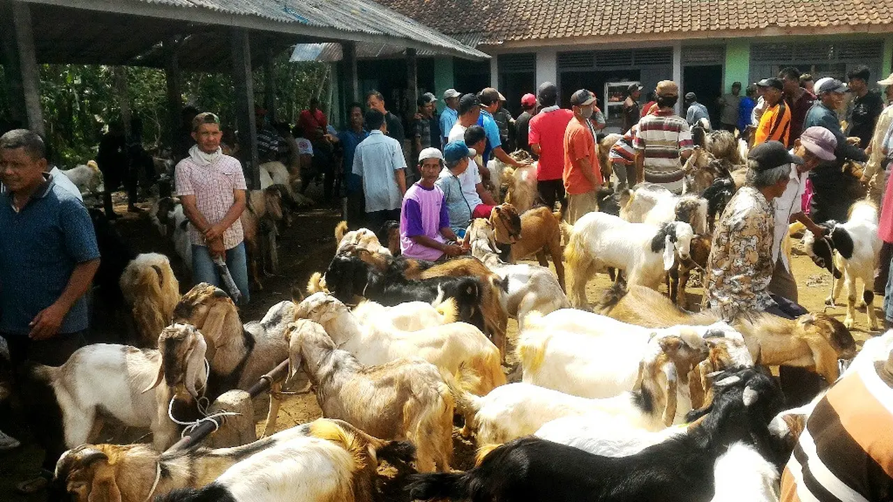 Pasar Kambing karangpucung ramai menjelang hari raya Idul Adha. (Foto: Liputan6.com/Muhamad Ridlo)