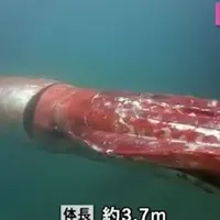 Terekam kamera cumi-cumi raksasa nan langka di Toyama, Jepang.