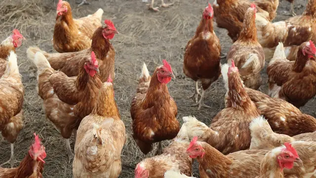 Ternak Ayam