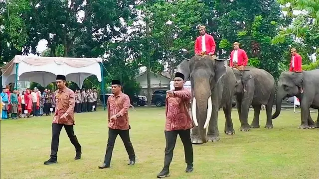 Gajah binaan BBKSDA Riau menjadi pasukan pengibar bendera dalam peringatan Hari Kemerdekaan Indonesia.