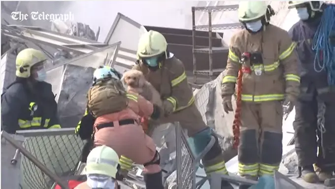 Mengharukan, Penyelamatan Anjing dari Reruntuhan Gempa Taiwan