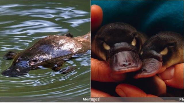 6 Potret Bayi Hewan yang Jarang Diketahui Bentuknya, Lucu hingga Seram Sejak Lahir