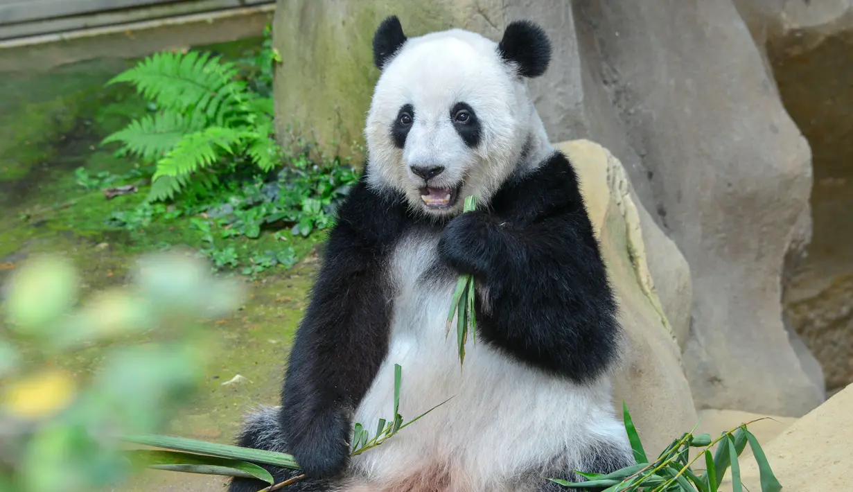 Panda raksasa Yi Yi menyantap bambu di Pusat Konservasi Panda Raksasa Kebun Binatang Negara dekat Kuala Lumpur, Malaysia, 19 Desember 2020. Pengunjung Kebun Binatang Negara dikurangi menjadi maksimal 1.250 orang. (Xinhua/Chong Voon Chung)