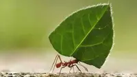 10 Hewan yang Dijamin Allah Masuk Surga