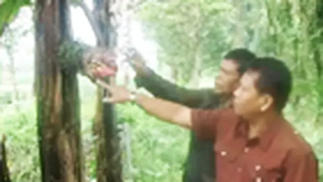Buah Pisang Tumbuh Dipelepah