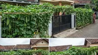 6 Jenis Sayur Rambat di Pagar Rumah Sempit Tapi Hasilnya Melimpah, Maksimalkan Lahan Terbatas