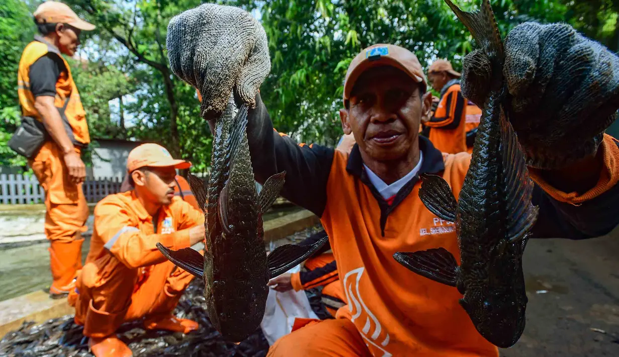 Sebagai informasi, ikan sapu-sapu dikenal sebagai spesies invasif yang berpotensi mengganggu keseimbangan ekosistem. Tampak dalam foto, Petugas Penanganan Prasarana dan Sarana Umum (PPSU) menunjukkan ikan sapu-sapu di kawasan Setu Babakan, Jakarta Selatan, Jumat (17/4/2026). (merdeka.com/Arie Basuki)