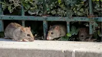 Tikus yang berkeliaran di sekitar area tempat tinggal berpotensi mengganggu kesehatan keluarga.