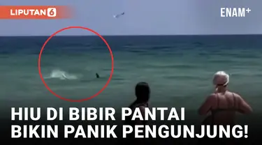 Video Ikan Hiu Hari Ini - Video Terbaru Terkini | Liputan6.com