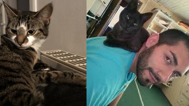 Potret Hangat 6 Pesepak Bola Bersama Kucing Kesayangan