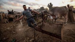 Pedagang ternak membawa sapi untuk dijual menjelang Idul Adha di pasar Ashmun, Mesir, Rabu (15/8). Dalam Perayaan Idul Adha, umat islam di seluruh dunia akan menyembelih hewan ternak seperti kambing, domba, onta, sapi dan kerbau. (AFP/Mohamed el-Shahed)