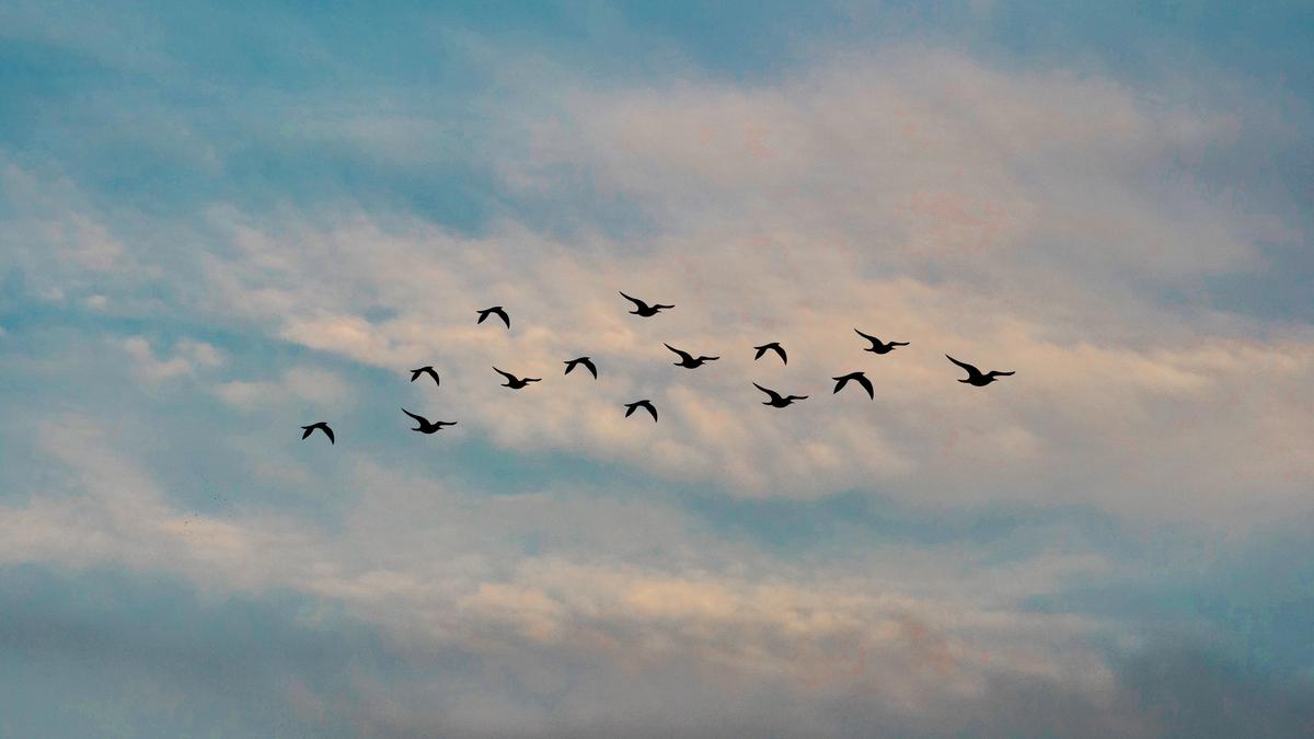 Makna Mimpi Melihat Burung Terbang: Pesan Dari Alam Gaib