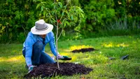 Anggota DPRD NTB Dorong Tanam Kemiri di Hutan Kritis Bima