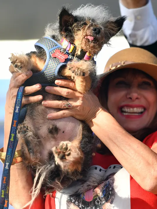 Darlene Wright mengangkat Scamp the Tramp setelah dinobatkan sebagai pemenang kontes World's Ugliest Dog di Petaluma, California, AS pada 21 Juni 2019. Acara ini sudah diadakan sejak tahun 1970an dan sudah menjadi acara rutin para pecinta anjing yang digelar setiap tahun. (JOSH EDELSON/AFP)
