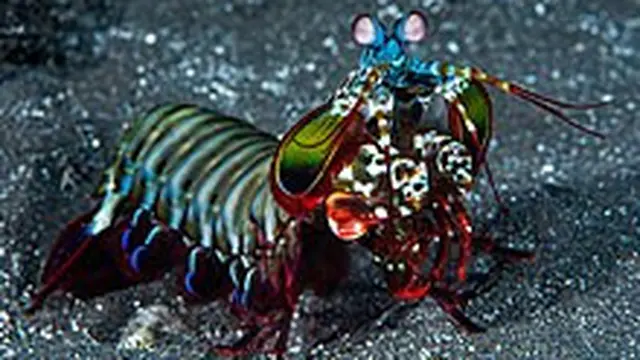 30 Makhluk Bumi yang Punya Warna Mirip Pelangi, Cantik dan Eksotis