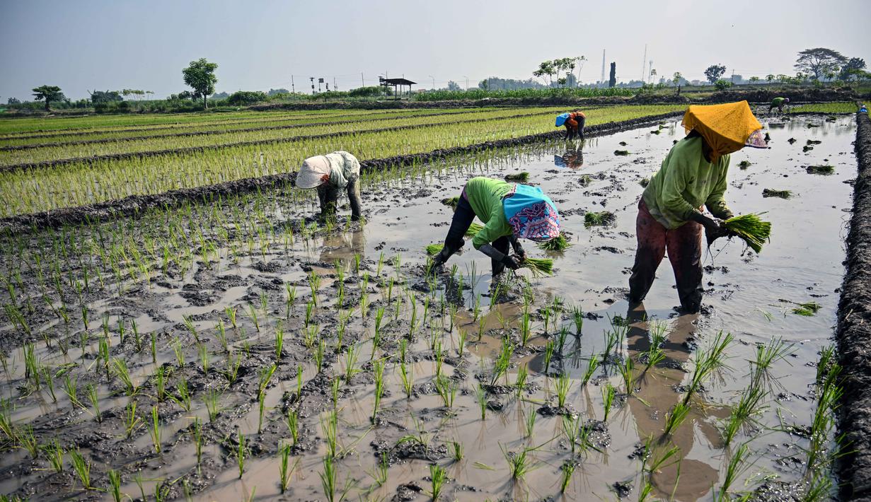 Petani menanam bibit padi di Sidoarjo, Jawa Timur, Rabu 3 Juni 2026. (JUNI KRISWANTO/AFP)