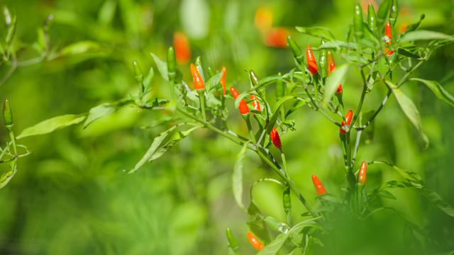 Cara Menanam Cabe Rawit Di Polybag