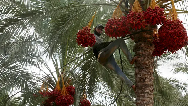 Musim Panen Kurma di Jalur Gaza