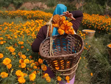 Seorang wanita Nepal memetik bunga marigold di Kathmandu, Nepal, (17/10). Bunga marigold digunakan sebagai persembahan kepada dewa-dewa Hindu dan juga untuk tujuan dekoratif selama festival Tihar. (AP Photo/Niranjan Shrestha)