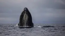 Paus bungkuk muncul ke permukaan di perairan Bahía Solano, Kolombia, Selasa, 29 Agustus 2023. (AP Photo/Ivan Valencia)