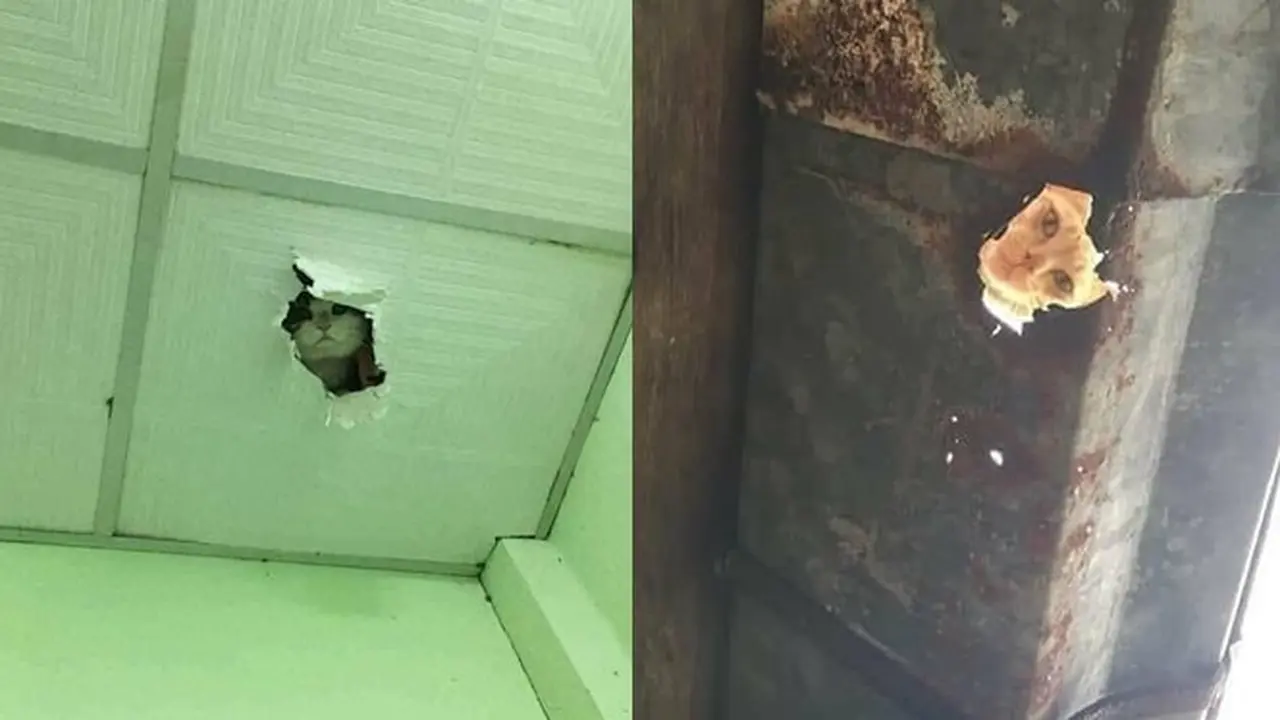 6 Potret Kucing Ngintip dari Atas Rumah Ini Bikin Kaget Lihatnya