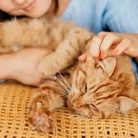 Ilistrasi Kucing Betina Hamil Mau Melahirkan / by freepik