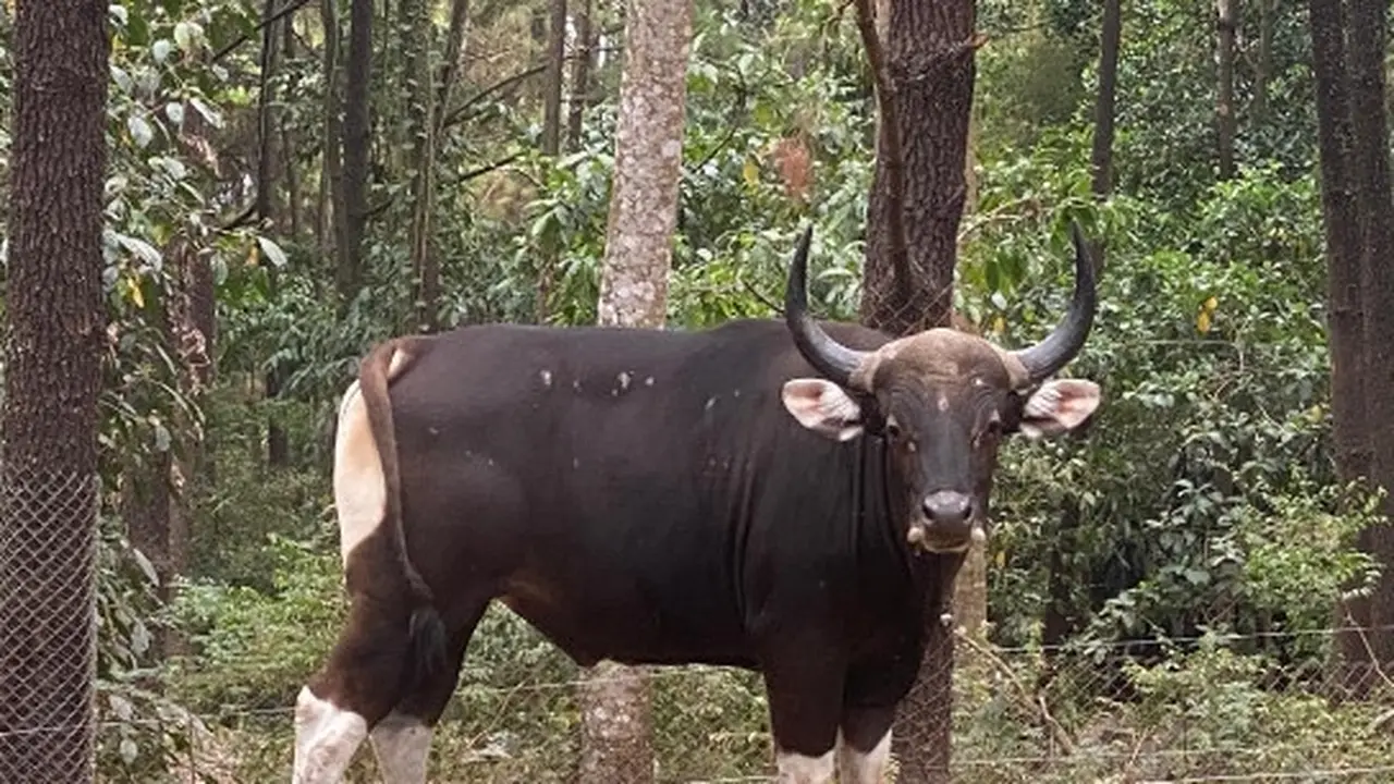 Indukan jantan Banteng di Taman Nasional Baluran untuk menambah populasi (Istimewa)