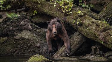 Ilustrasi beruang grizzly