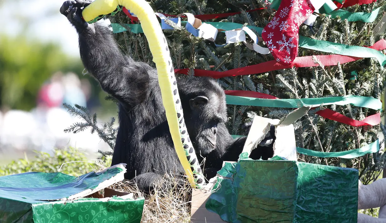 Seekor simpanse membuka hadiah Natal saat acara 'Christmas with the Chimps' di Lion Country Safari, Florida (22/12). Acara ini sudah menjadi tradisi di kebun binatang tersebut selama 20 tahun. (AFP PHOTO/Rhona Wise)