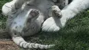 Induk harimau bengal, Clarita bermain dengan salah satu dari tiga anaknya di Kebun Binatang Huachipa, Lima, Peru, Selasa (30/10). Pihak kebun binatang membuka kompetisi untuk memberikan nama bagi tiga bayi Clarita yang berusia 8 minggu. (AP/Martin Mejia)