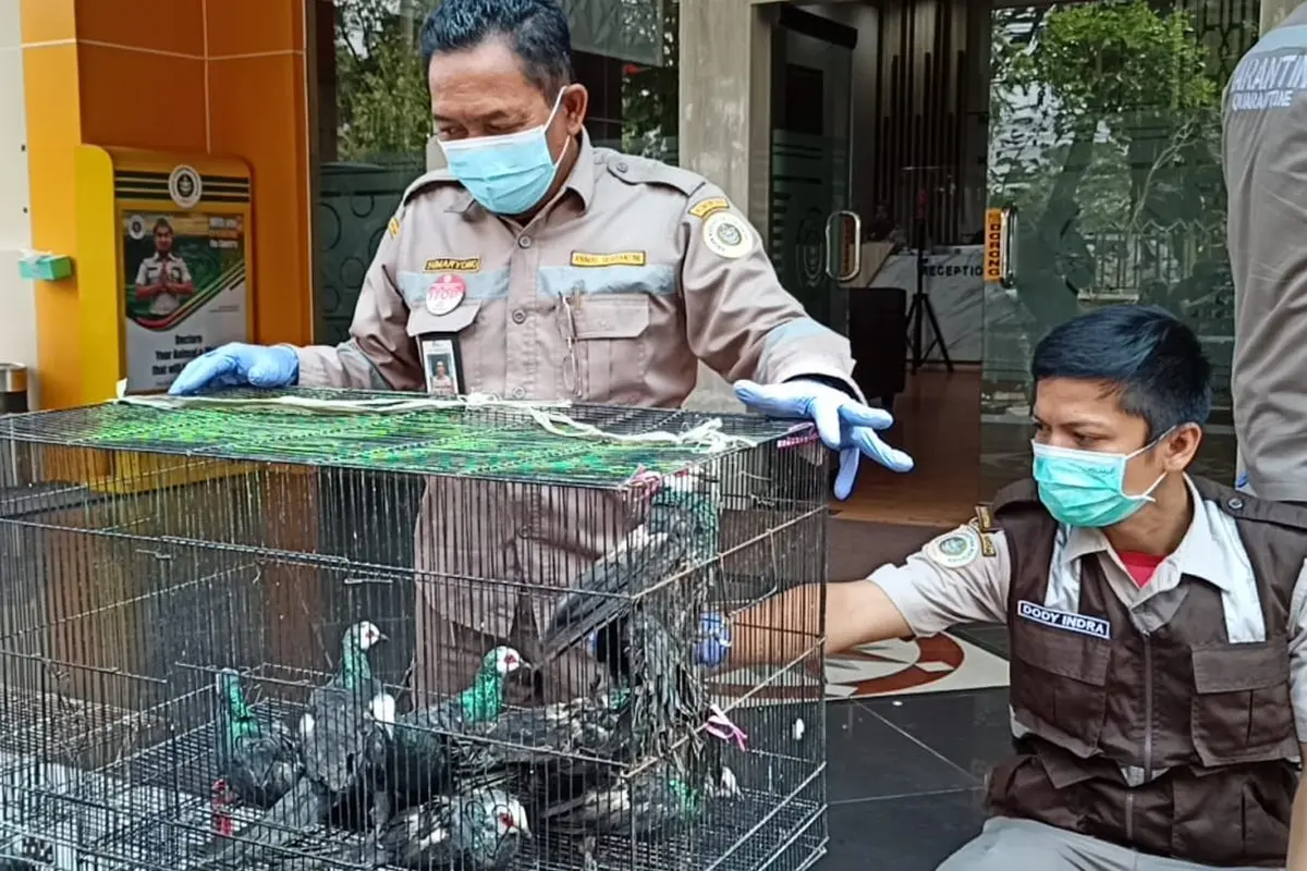 Karantina Surabaya gagalkan penyelundupan burung dan kura-kura ilegal. (Dian Kurniawan/Liputan6.com)