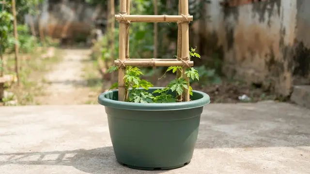 Cara Menanam Pare dalam Pot agar Buahnya Tidak Pahit Berlebihan