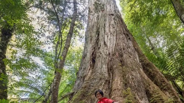 Mountain Ash (Eucalyptus regnans)