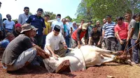 Gubernur DKI Jakarta Anies Baswesdan menyembelih sendiri hewan kurban miliknya di Hari Raya Idul Adha 1443 Hijriah, Minggu (10/7/2022). (Liputan6.com/Winda Nelfira)