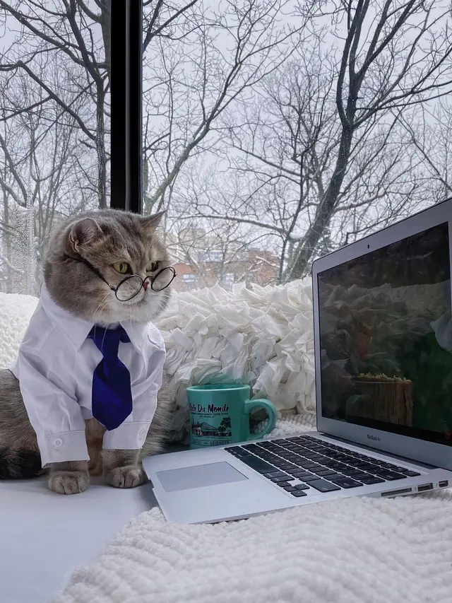 Pakai Kostum Lucu, Ini 6 Potret Kucing saat Jadi Model Ini Bikin Gemas