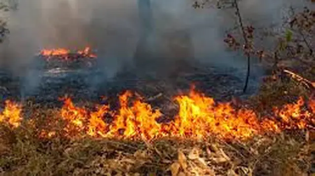 Warga Diminta Cegah Kebakaran Hutan, Begini Caranya