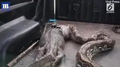 Biawak diprediksi baru ditelan beberapa jam oleh ular.