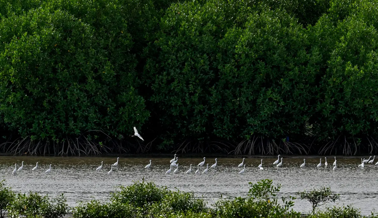 Hutan mangrove menjadi ekosistem yang mampu melindungi garis pantai dari erosi serta mengurangi dampak bencana alam. (CHAIDEER MAHYUDDIN/AFP)
