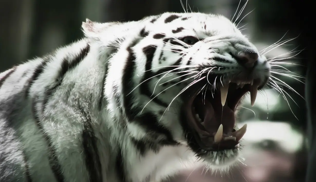 Macan albino memiliki keunikan genetika yaitu hidung dan telapak tangan berwarna pink, dengan Mata berwarna Biru, dan garis berwarna abu-abu maupun coklat tidak seperti macan normal yang  memiliki kulit orange dengan garis berwarna hitam.( www.fon2.org)