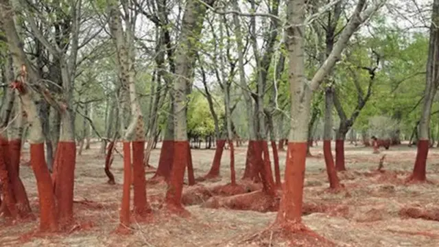 Foto: copyright oddee.com