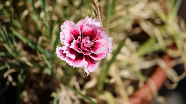 12 Jenis Edible Flower yang Bisa Ditanam di Teras