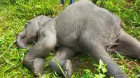 Anak gajah mati di PLG Minas karena diserang virus herpes gajah. (Liputan6.com/Dok BBKSDA Riau)