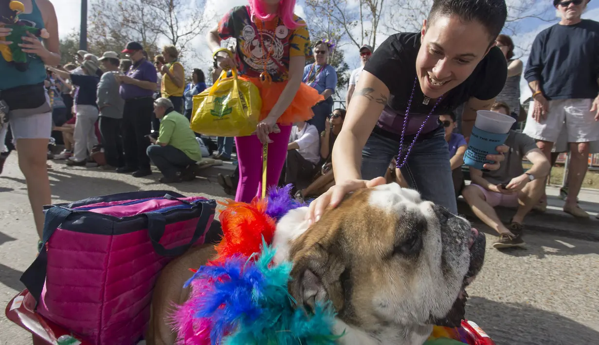 Seekor  Bulldog bernama Hammish saat mengikuti Mystic Krewe parade anjing di New Orleans , Louisiana, (31/1). Parade ini dipadati oleh pengunjung yang ingin melihat atraksi dari anjing - anjing tersebut. (REUTERS / Lee Celano)