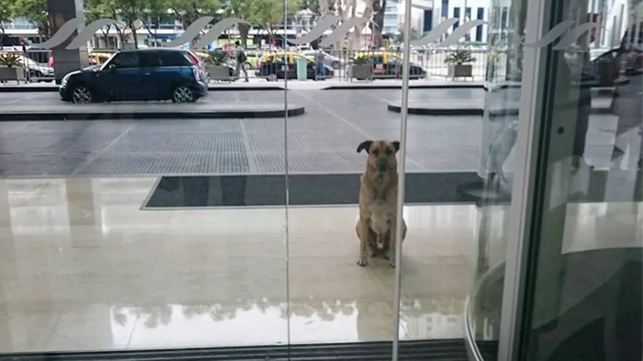 Kesetiaan Anjing