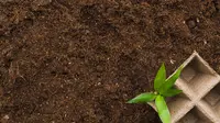 Cara Membuat Cocopeat, Media Tanam yang Bikin Tumbuhan Cepat Subur di Rumah