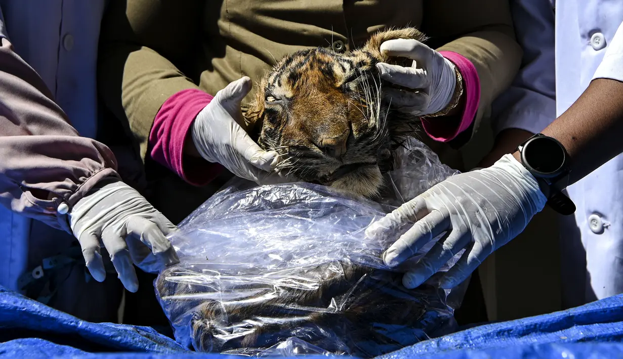 Dokter hewan BKSDA Aceh bersama mahasiswa kedokteran hewan melakukan forensik terbatas terhadap barang bukti kulit harimau sumatera hasil sitaan di Banda Aceh, Aceh, Rabu (1/12/2021). Forensik terbatas dilakukan untuk mengetahui jenis kelamin, usia dan penyebab kematian. (CHAIDEER MAHYUDDIN/AFP)